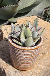 Kalanchoe tomentosa Panda Plant Sukulent - 5