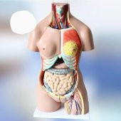 İnsan İç Organ Genel Eğitim Maketi Model 36 - 2