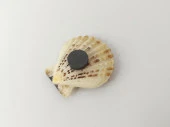 Magnet Deniz Kabuklu Buzdolabı Süsü Nazar Boncuklu Deniz Plaj Magnet - 3