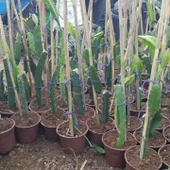 Bodur Saksıya Uygun 3 Farklı Renk Pitaya Ejder Meyvesi Fidanı Pakedi thumbnail 2