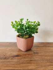 Mini Saksıda Yapay Bitki Şimşir Gerçek Taş Yosunlu Toplam 16 Cm Dekoratif Banyo Mutfak Masa Çiçeği - 1