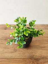 Mini Saksıda Yapay Bitki Şimşir Gerçek Taş Yosunlu Toplam 16 Cm Dekoratif Banyo Mutfak Masa Çiçeği - 2