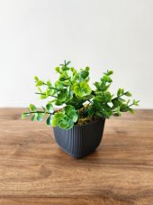 Mini Saksıda Yapay Bitki Şimşir Gerçek Taş Yosunlu Toplam 16 Cm Dekoratif Banyo Mutfak Masa Çiçeği - 3