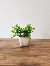 Mini Saksıda Yapay Bitki Şimşir Gerçek Taş Yosunlu Toplam 16 Cm Dekoratif Banyo Mutfak Masa Çiçeği - 3