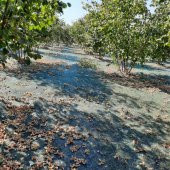 3x90 METRE FINDIK SERGİSİ FINDIK TOPLAMA FİLESİ FINDIK KURUTMA ÖRTÜSÜ 40LIK GÖLGELİK FINDIK ALTI FİLE HASAT TABAN ÖRTÜSÜ thumbnail 5