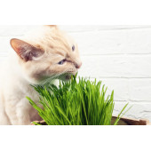 1 Kg Organik Buğday Çimi - Kedi Çimi Tohumu - 1