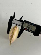 Deniz Kabuğu Cüzdan 6,5 x 3 cm - Clam Kabuk Cüzdan - 6