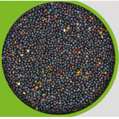 Akgün Kanola Rapiska Tohumu 1 kg - 1