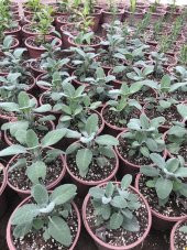 Saksılı Tıbbi Adaçayı Fidanı 10-20 Cm 5 Adet Salvia - 1