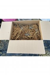 Doğal Kızıl Daldarı 1 Kg (TİLKİ KUYRUGU) - 3