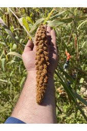 Doğal Kızıl Daldarı 1 Kg (TİLKİ KUYRUGU) - 1