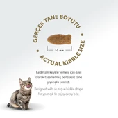 Felicia Az Tahıllı 12 Kg Somonlu Yetişkin Kedi Maması thumbnail 12