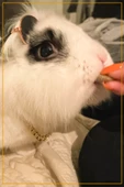 Zincir Kedi Kolyesi Renkli Zilli Kedi Köpek Tasması - 5