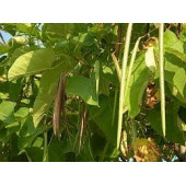 Katalpa ağacı tohumları - 2