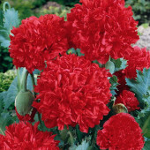 Katlı gelincik tohumu - 1
