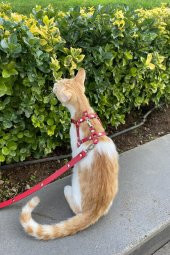 Deri Kedi Gezdirme Tasması, Deri Kedi Göğüs Tasması - 1