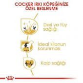 Royal Canin Cocker Adult Yetişkin Köpek Maması 3 Kg - 4
