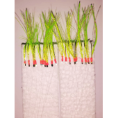 Eagenset Çapari İstavrit Çaparisi, Ultraviyole UV Neon 11 No Beyaz İğne, 10 İgneli Çapari 2li Paket - 7