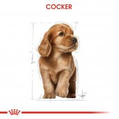 Royal Canin Cocker Junior 3 Kg. - 4