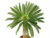 Madagaskar Palmiyesi -Pachypodium Lamerei-15/25 cm Uzunluğunda Teraryum, Kaktüs - 2