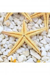 Gerçek Deniz Yıldızı 7,5-9,5 Cm-10lu - 2