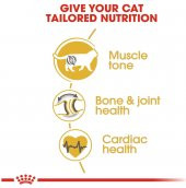 Royal Canin British Shorthair Yetişkin Kuru Kedi Maması 10 Kg - 4