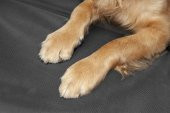 Oto Araç Içi Kedi Köpek Kılıfı Araba Koltuk Koruyucu Örtü Köpek Aksesuarı Petshop Köpek - 1