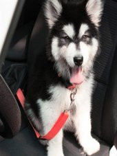 Araba Köpek Kedi Tasması Emniyet Kemeri Oto Evcil Hayvan Boyun Araç Tasması Kemeri - 1