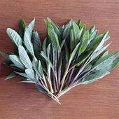 EGET Taze Adaçayı - 5