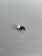 El Yapımı Mini Murano Cam Örümcek Biblo A127-06 thumbnail 4