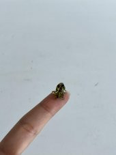 El Yapımı Mini Murano Cam Köpek Biblo A115-05 thumbnail 2