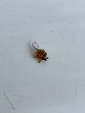 El Yapımı Mini Murano Cam Fare Biblo A116-06 thumbnail 3