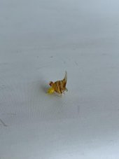 El Yapımı Mini Murano Cam Balık Biblo A117-06 thumbnail 5