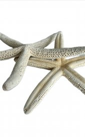 Doğal Parmak Deniz Yıldızı 15-20cm - 2