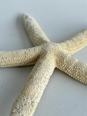 Doğal Parmak Deniz Yıldızı 15-20cm - 4