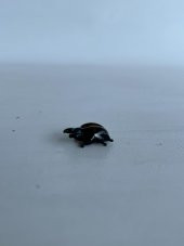 El Yapımı Mini Murano Cam Geyik Böceği Biblo A123-04 thumbnail 4
