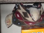 Ferret Hamak Braketi Plastik Aparat - 2