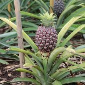 Tüplü Tropikal Ananas Fidanı - 1