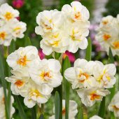 Kokulu Katmerli White Leon Nergis Soğanı (4 Adet) - 1