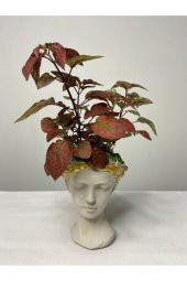 Hypoestes Hostes Çiçeği Kırmızı Benek 10-20 Cm - 1