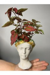Hypoestes Hostes Çiçeği Kırmızı Benek 10-20 Cm - 3