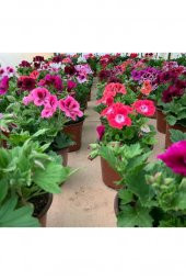 Ceylan Gözü Sardunya Çiçeği Fidanı Açık Pembe 10-20 Cm thumbnail 2