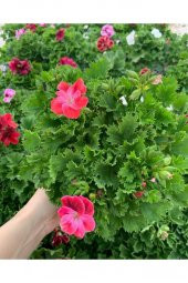 Ceylan Gözü Sardunya Fidanı Fuşya 10-20 Cm - 1