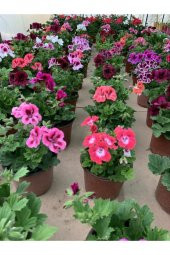 Ceylan Gözü Sardunya Fidanı Pembe Beyaz 10-20 Cm - 2