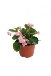 Pembe Renk Begonya Çiçeği 10-20 Cm - 2