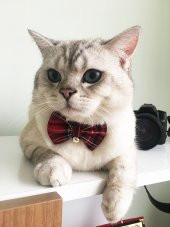 Ayarlanabilir Papyonlu Kedi Tasması (Çınçınlı) - 1