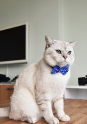 Ayarlanabilir Papyonlu Kedi Tasması - 1