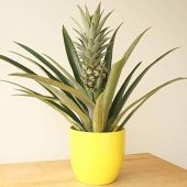 Tüplü Özel Çeşit Nadir Ananas Fidanı - 1