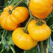 Big Yellow Domates Tohumu (15 tohum) - 3