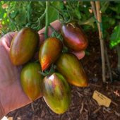 Nadir Brands Atomic Grape Tohumu (15 tohum) - 5